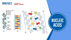 Nucleic Acids
