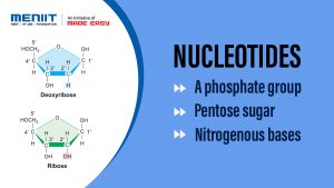 Nucleotides