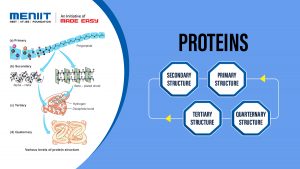 Proteins